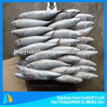 Frozen Mackerel 300-500g